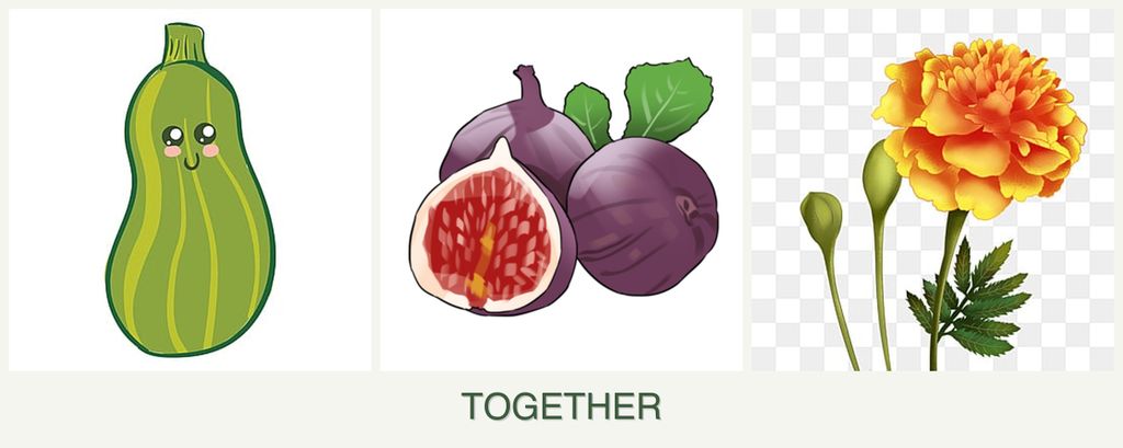 Can you plant zucchini, figs and marigolds together?