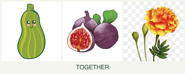 Can you plant zucchini, figs and marigolds together?