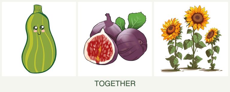 Can you plant zucchini, figs and sunflowers together?