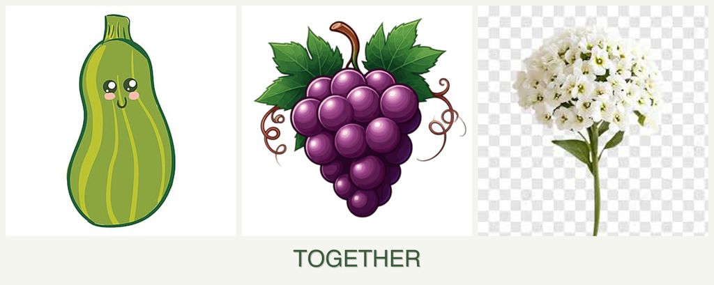 Can you plant zucchini, grapes and alyssum together?