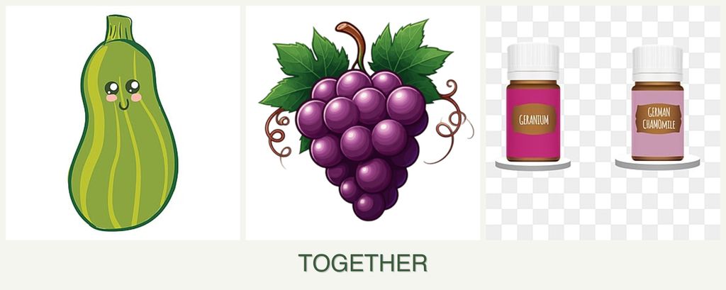 Can you plant zucchini, grapes and geraniums together?
