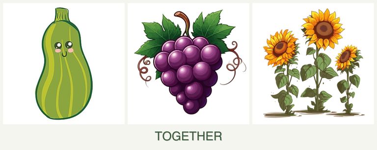 Can you plant zucchini, grapes and sunflowers together?