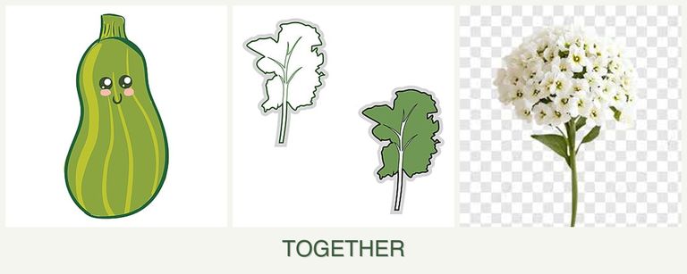 Can you plant zucchini, kale and alyssum together?