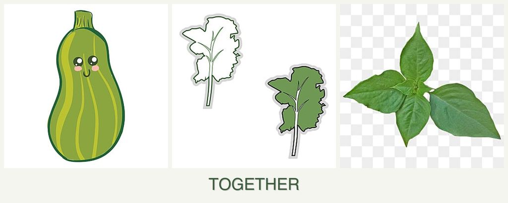 Can you plant zucchini, kale and basil together?