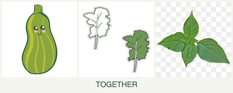 Can you plant zucchini, kale and basil together?
