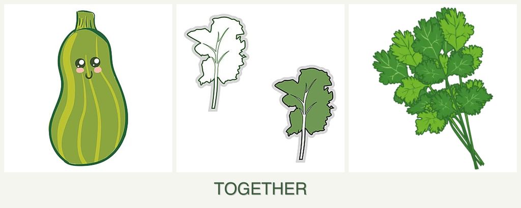 Can you plant zucchini, kale and cilantro together?