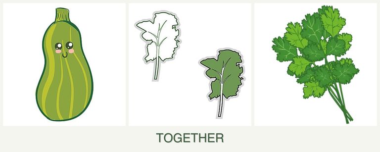Can you plant zucchini, kale and cilantro together?
