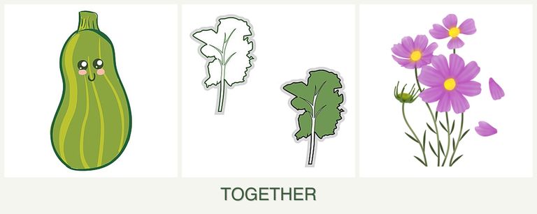 Can you plant zucchini, kale and cosmos together?