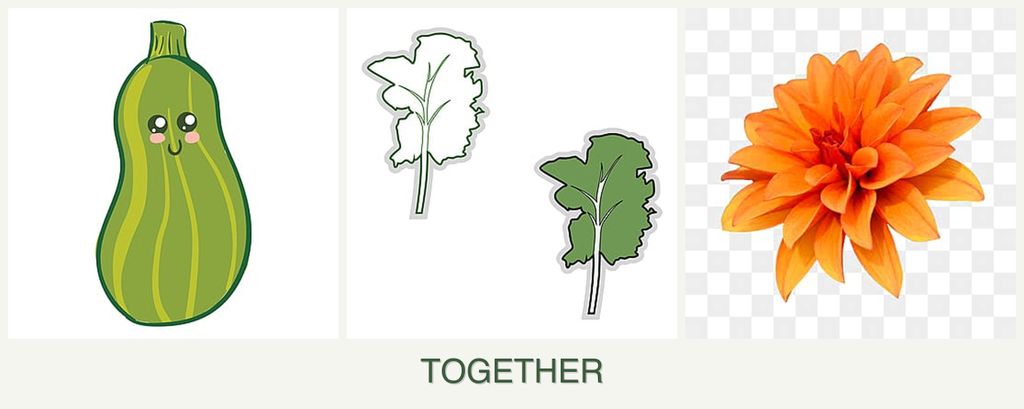 Can you plant zucchini, kale and dahlias together?