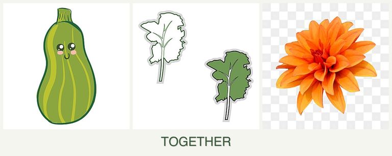 Can you plant zucchini, kale and dahlias together?