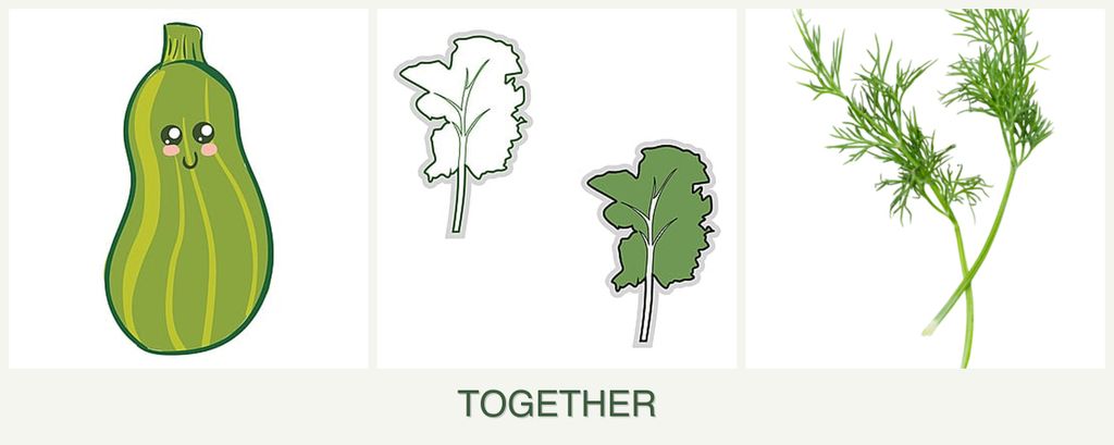 Can you plant zucchini, kale and dill together?