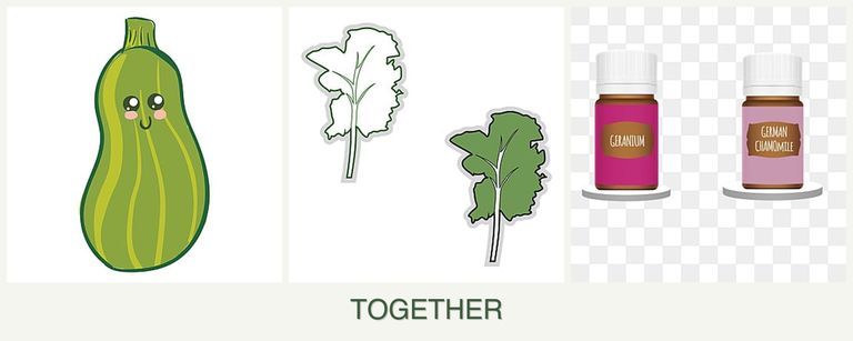 Can you plant zucchini, kale and geraniums together?