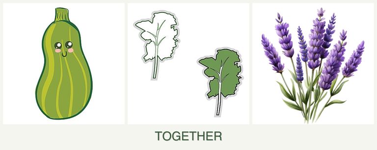 Can you plant zucchini, kale and lavender together?