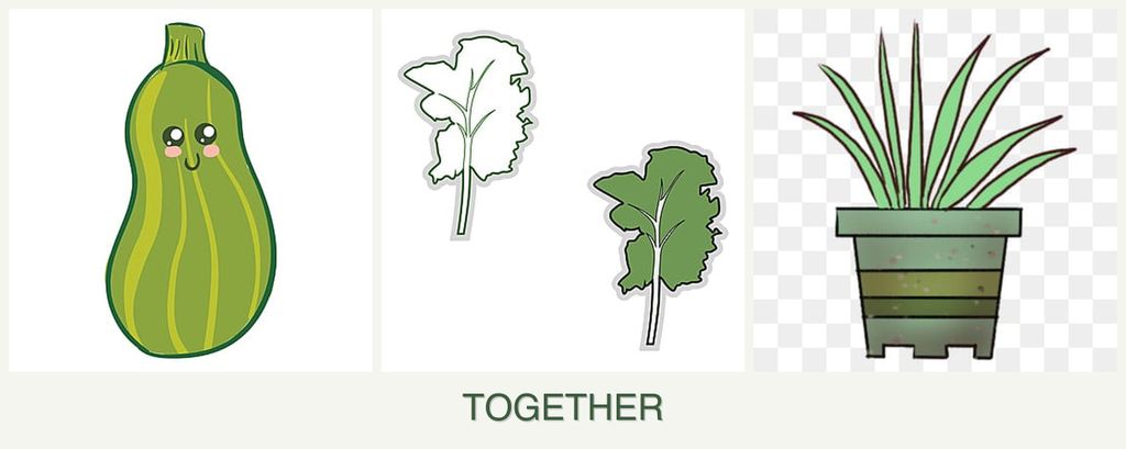 Can you plant zucchini, kale and lemongrass together?