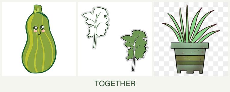 Can you plant zucchini, kale and lemongrass together?