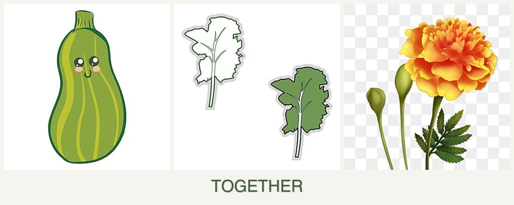 Can you plant zucchini, kale and marigolds together?