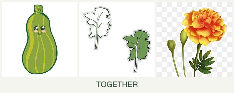 Can you plant zucchini, kale and marigolds together?