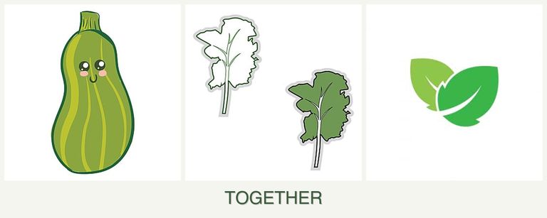 Can you plant zucchini, kale and mint together?