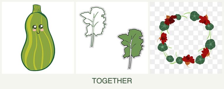 Can you plant zucchini, kale and nasturtiums together?