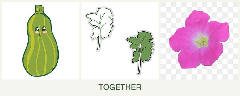 Can you plant zucchini, kale and petunias together?