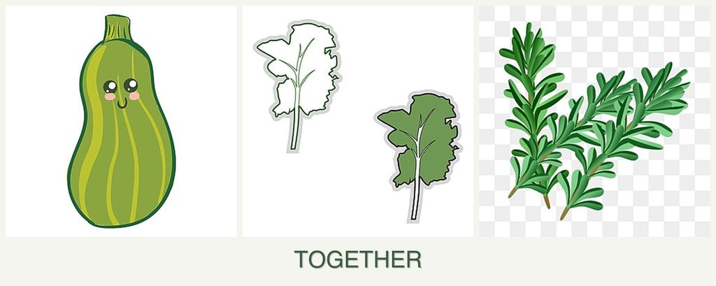 Can you plant zucchini, kale and rosemary together?