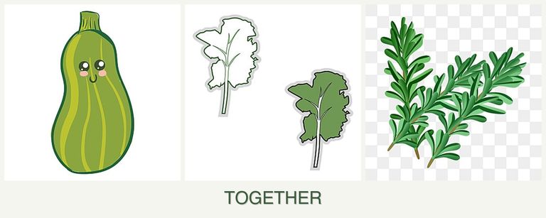 Can you plant zucchini, kale and rosemary together?