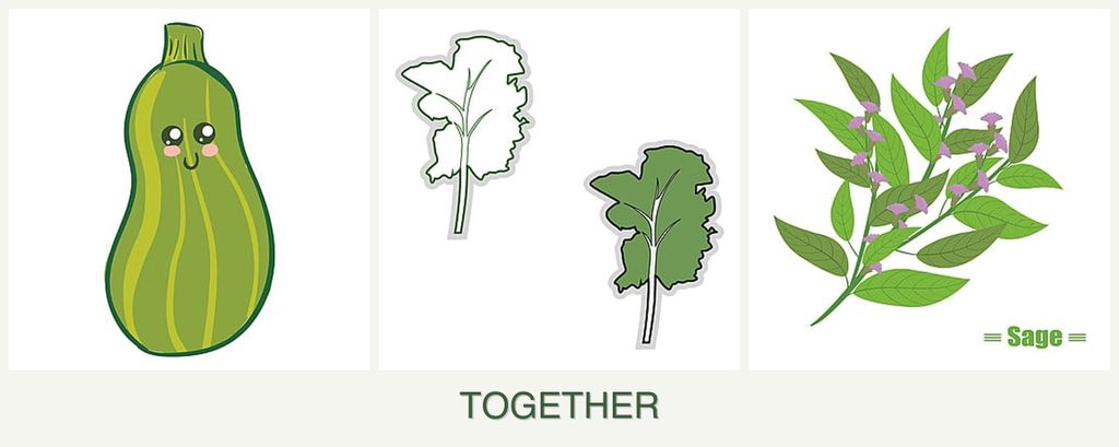 Can you plant zucchini, kale and sage together?