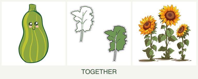 Can you plant zucchini, kale and sunflowers together?