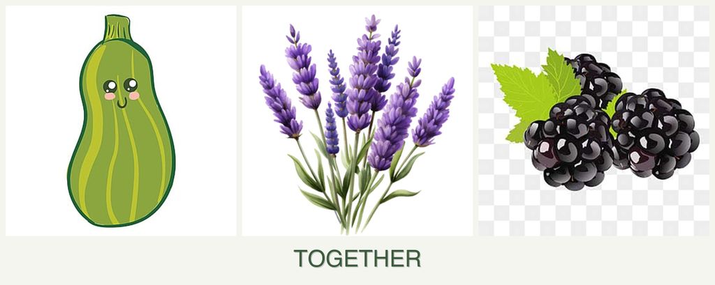 Can you plant zucchini, lavender and blackberries together?