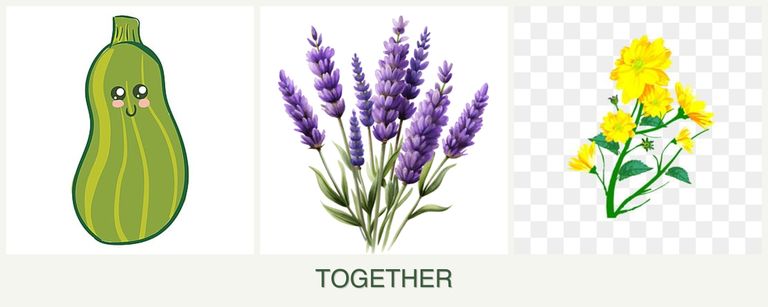 Can you plant zucchini, lavender and calendula together?