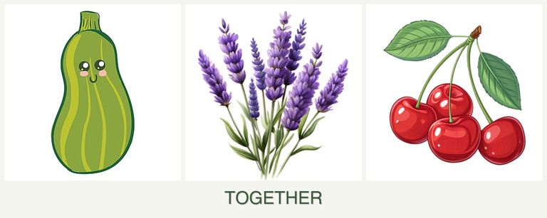 Can you plant zucchini, lavender and cherries together?