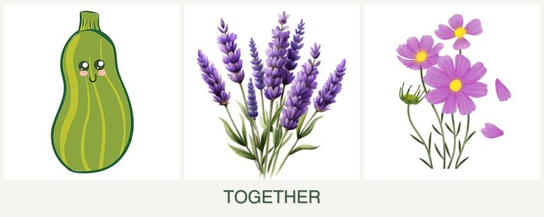 Can you plant zucchini, lavender and cosmos together?