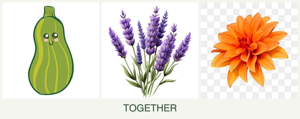 Can you plant zucchini, lavender and dahlias together?