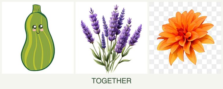 Can you plant zucchini, lavender and dahlias together?