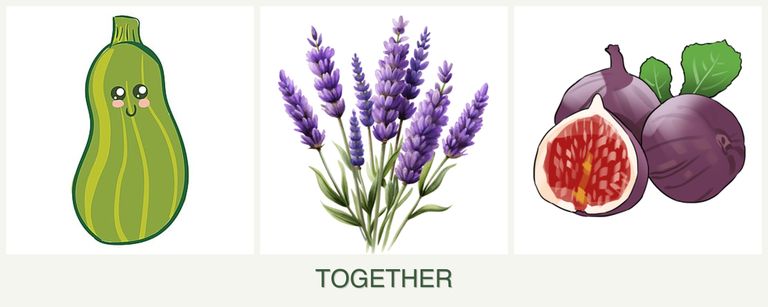 Can you plant zucchini, lavender and figs together?