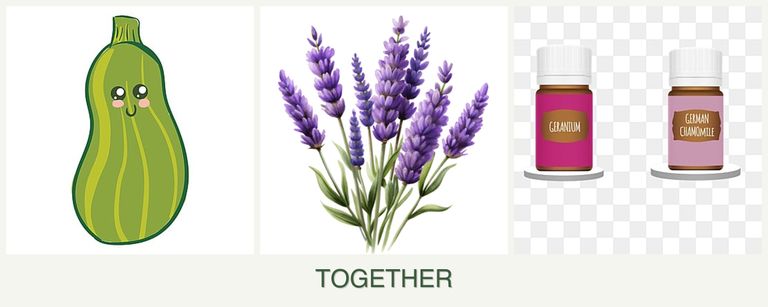 Can you plant zucchini, lavender and geraniums together?