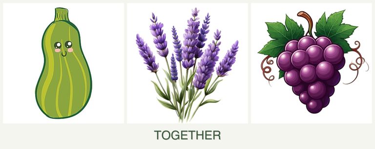 Can you plant zucchini, lavender and grapes together?
