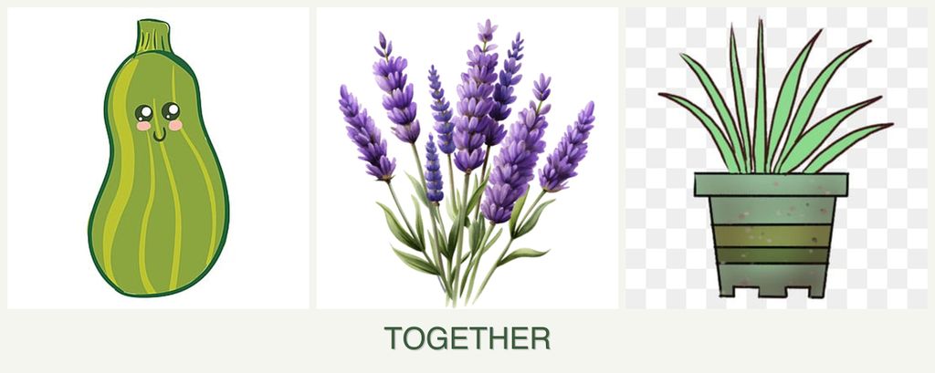 Can you plant zucchini, lavender and lemongrass together?