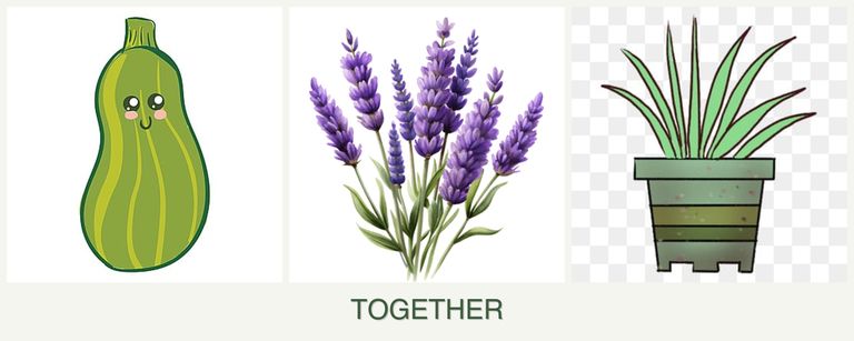 Can you plant zucchini, lavender and lemongrass together?