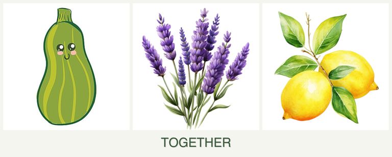 Can you plant zucchini, lavender and lemons together?