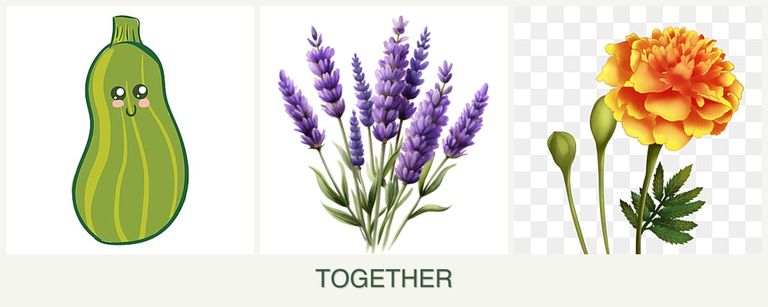 Can you plant zucchini, lavender and marigolds together?