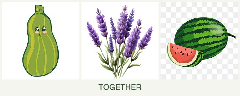Can you plant zucchini, lavender and melons together?