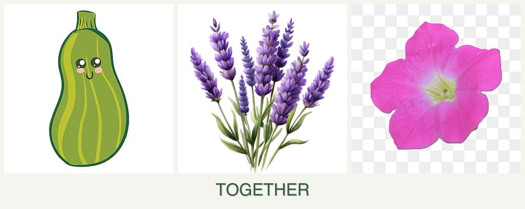 Can you plant zucchini, lavender and petunias together?