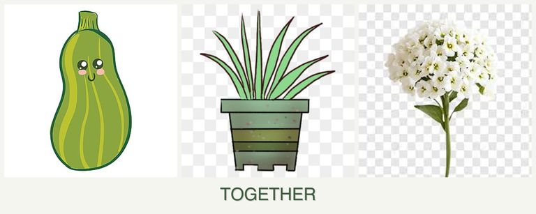 Can you plant zucchini, lemongrass and alyssum together?