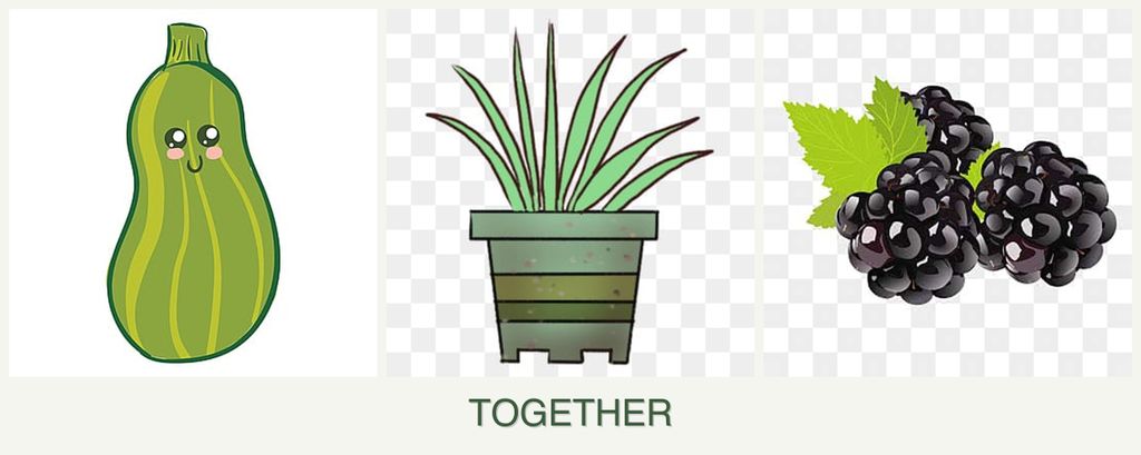 Can you plant zucchini, lemongrass and blackberries together?