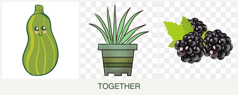 Can you plant zucchini, lemongrass and blackberries together?