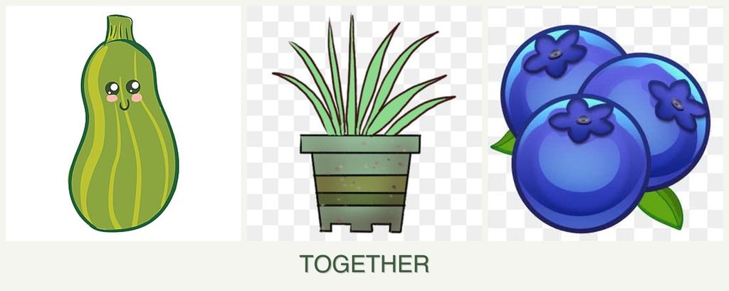 Can you plant zucchini, lemongrass and blueberries together?