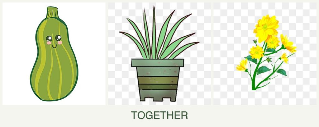 Can you plant zucchini, lemongrass and calendula together?