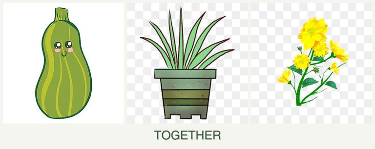 Can you plant zucchini, lemongrass and calendula together?