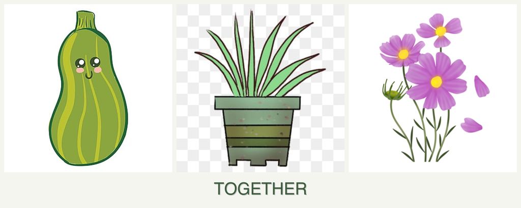 Can you plant zucchini, lemongrass and cosmos together?